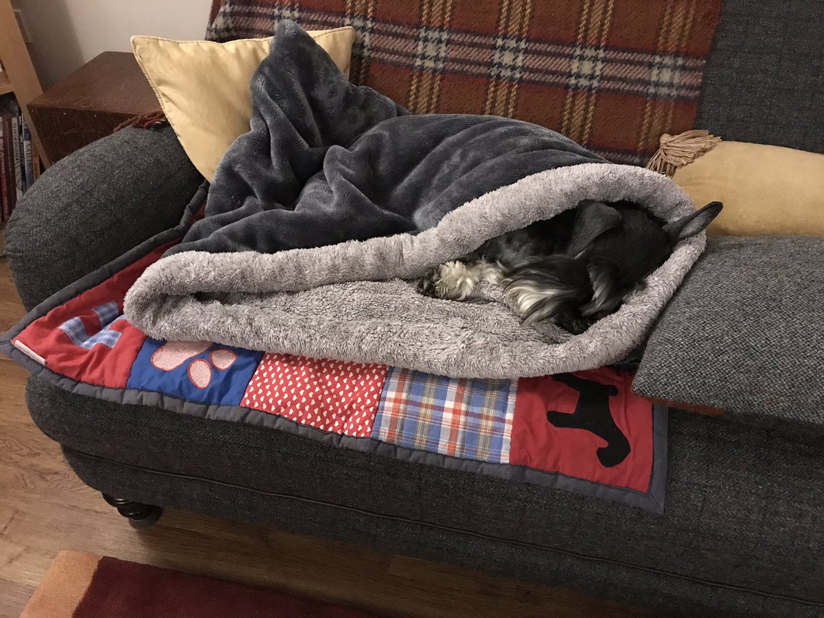 HamishShortie's tweet photo. @arlo_schnauzer @TillytheHound Iz orf to bed now pals, schnugglered up #Furless Night night xxx *AaaaaaaaaarrrrrrrLoooooooooooooooH* https://t.co/R5qbSZes7f