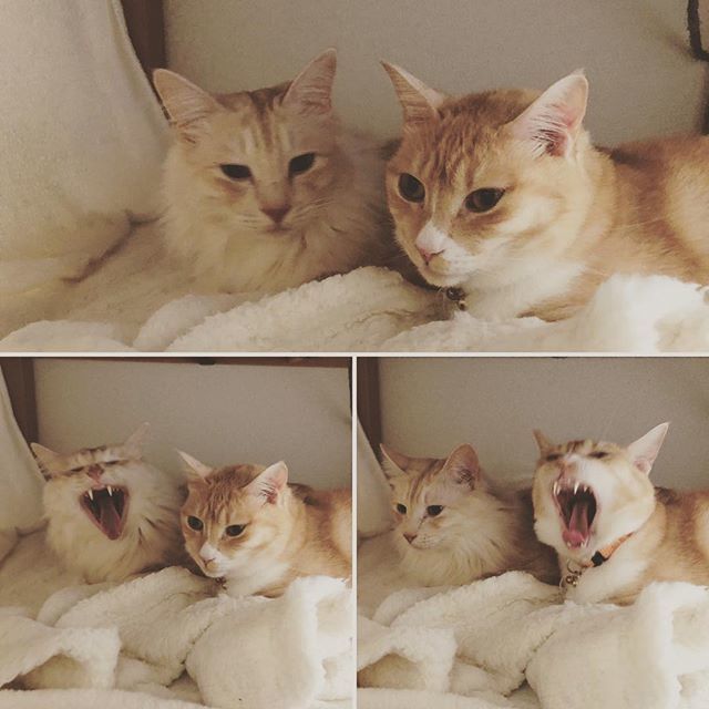 caracatcafe's tweet photo. グッモーニンダール♪
#おはようごにゃいます
#今日も元気に楽しく
#あくび
#猫のいる暮らし
#つるる #ダル
#cat #catsofinstagram #猫 #猫カフェ #caracatcafe #箕面 #北摂
#cccs04t
#cccs05d https://t.co/SymYygVXpC