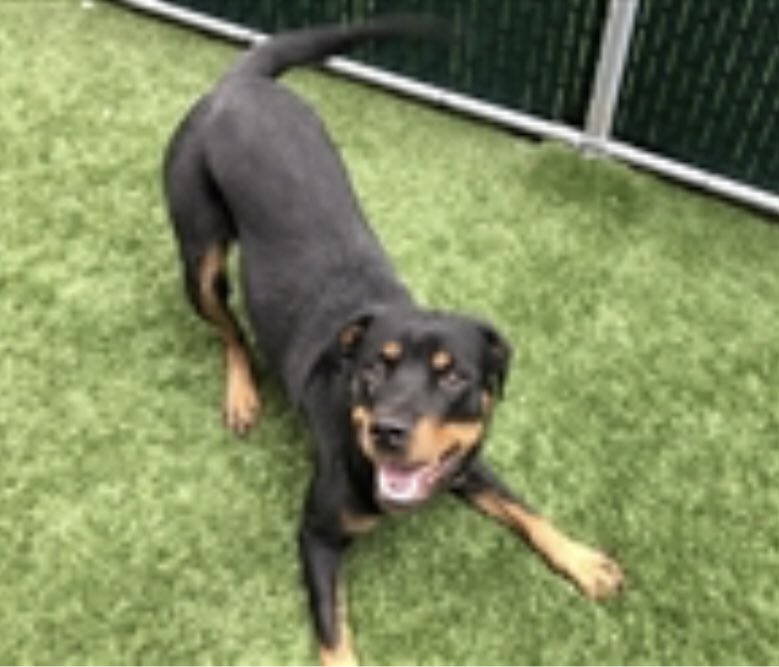 KeithOlbermann's tweet photo. DAKOTA DIES IN THE MORNING. At 2, another victim of a human who can’t read a lease, so we should kill her? Playful, sweet, needs a NYC-area foster/adopter or our pledges via @chortletown to attract a Rescue. And sharing her story boosts her odds PLEASE RT https://t.co/jZoJjZRdIq https://t.co/cn6G1qbIS1