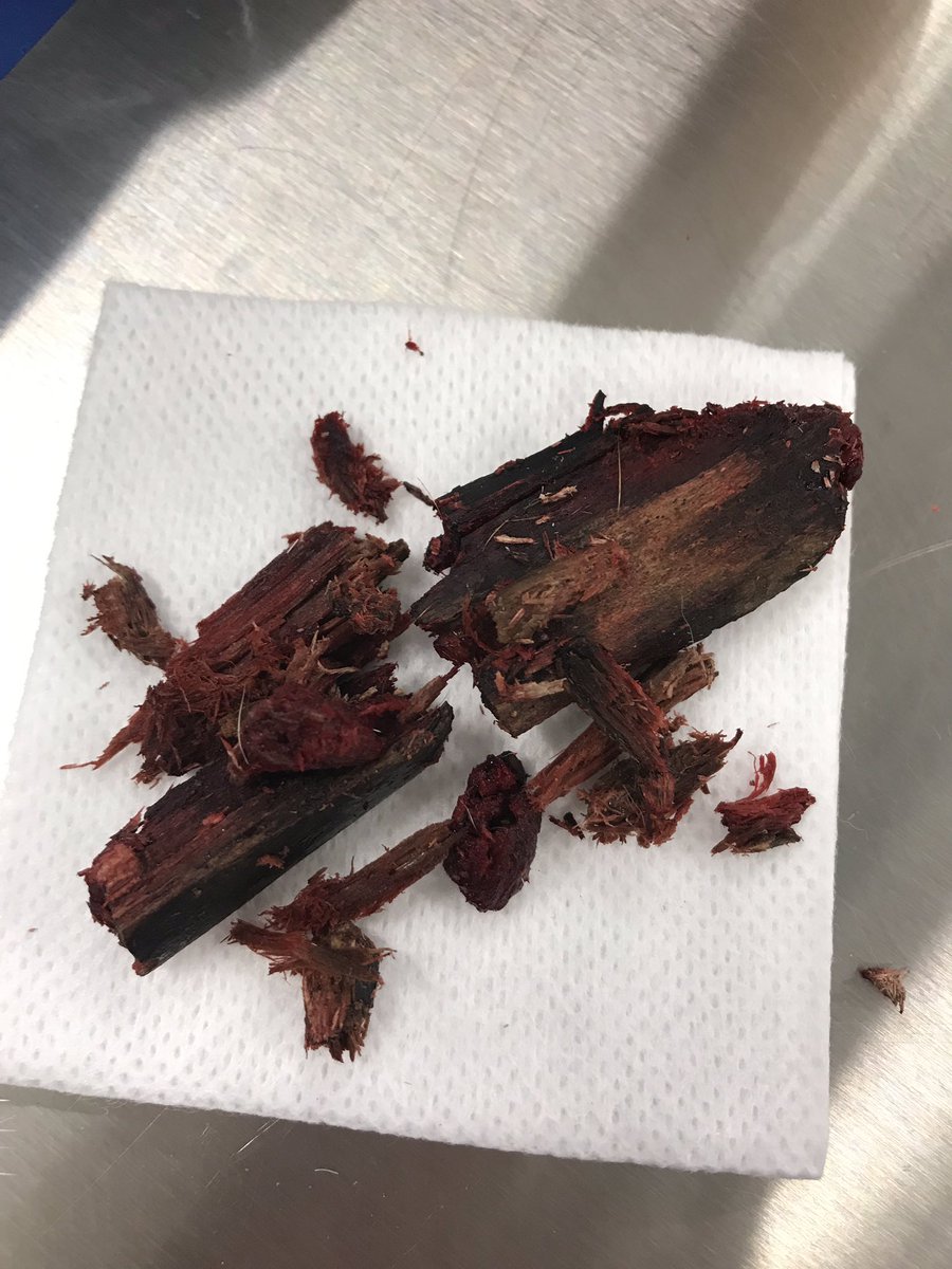 jamiewoodd's tweet photo. @MeganKoressis @fortchhh I just got out of an enucleation surgery, this stick sadly was in a doggies eye https://t.co/1RlbYc0Bzj