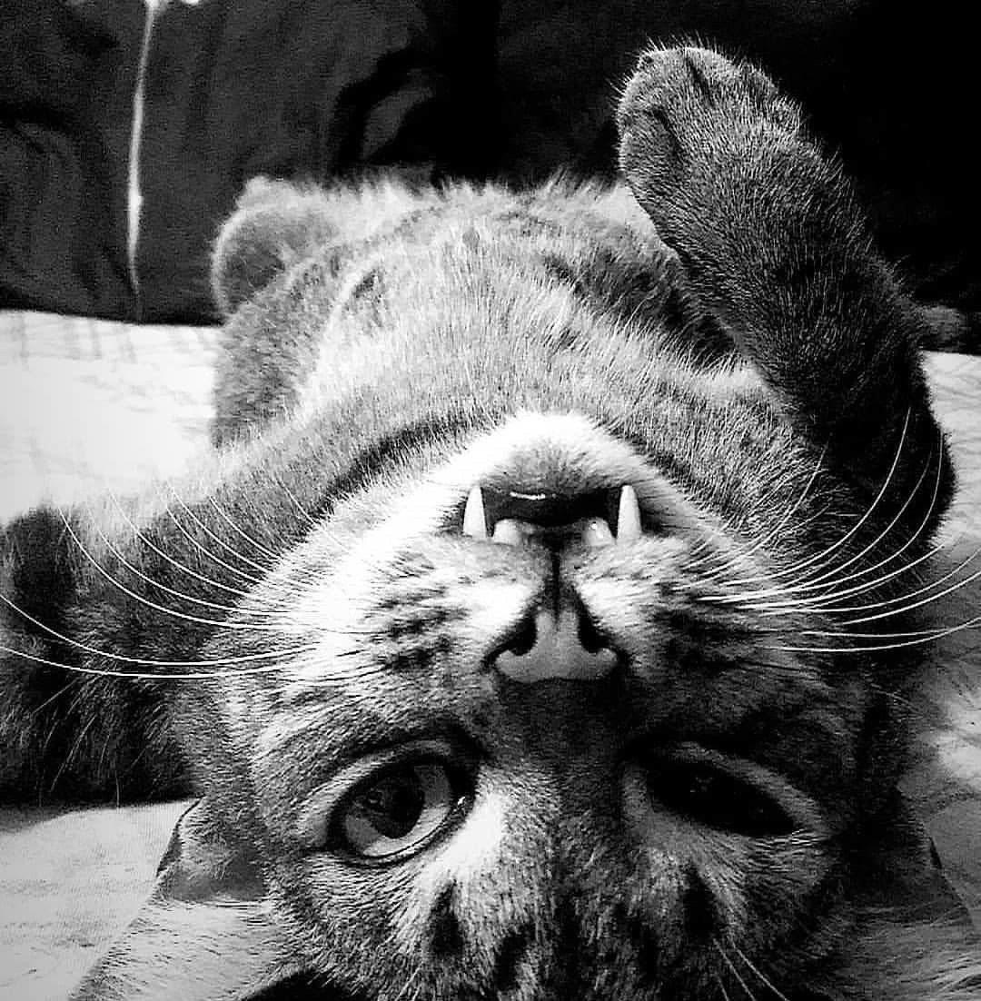 DomPict's tweet photo. TOP 75 Funny Cats Memes
https://t.co/AU70uhNVB8 https://t.co/enXWbAs5oi