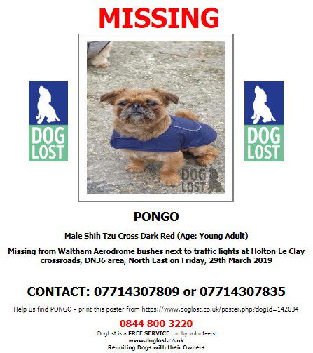 DogLostUK's tweet photo. #LOST #DOG PONGO
Male #ShihTzu cross Dark Red Young Adult
#Missing from #WalthamAerodrome bushes next to traffic lights at #HoltonLeClay crossroads #DN36
Friday 29th March 2019
#LostDog #ScanMe @SAMPAuk_ @VetsGetScanning
https://t.co/LNcpe6w3wg https://t.co/UeDlwScroS