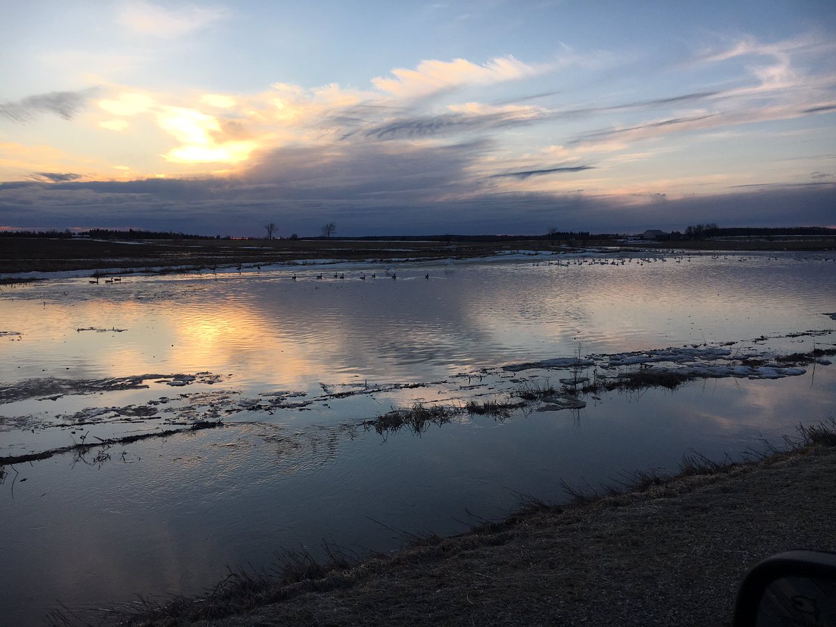 Gorgeous sunset over a flock of snow geese!!!