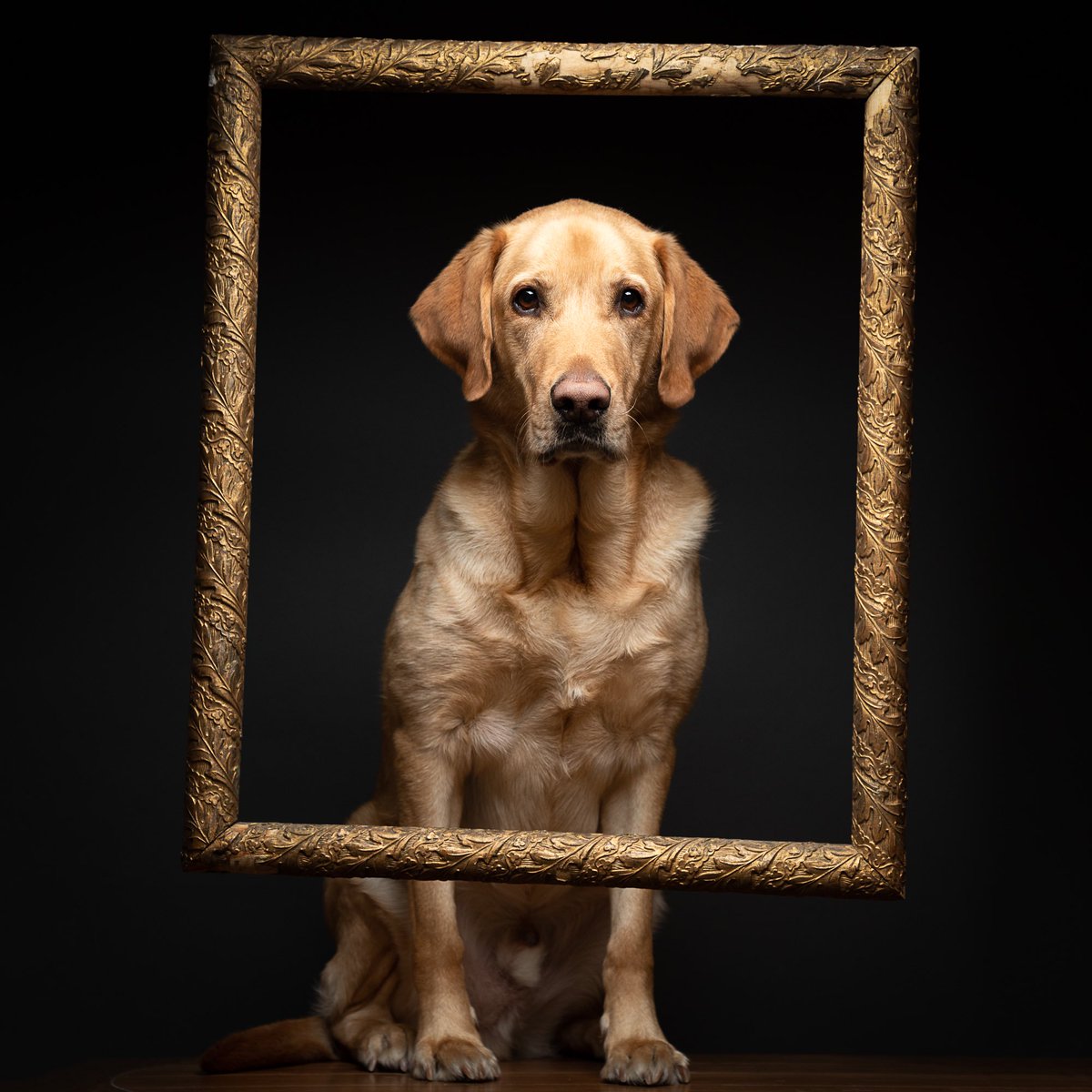 GregSalvatori's tweet photo. I’m a national treasure.
#judidench #labpuppy #dogportrait #petcemetery #wags https://t.co/t0UBFv8C56