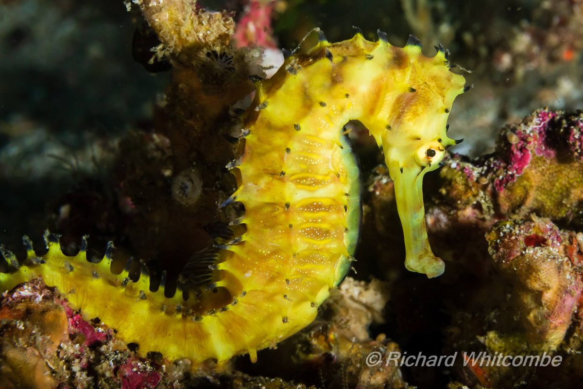 SimilanDiving's tweet image. #ThornySeahorse at #RichelieuRock #Surin #Thailand

🛳️ aboard #DolphinQueen in Mar.2019 (DQ24)
📸 by Richard Whitcombe

#SpinySeahorse #HippocampusHistrix #seahorse #MVdolphinqueen #SimilanDivingSafaris
#Similan #KhaoLak #AndamanSea
#scuba #wildlife #marinelife #nature #macro