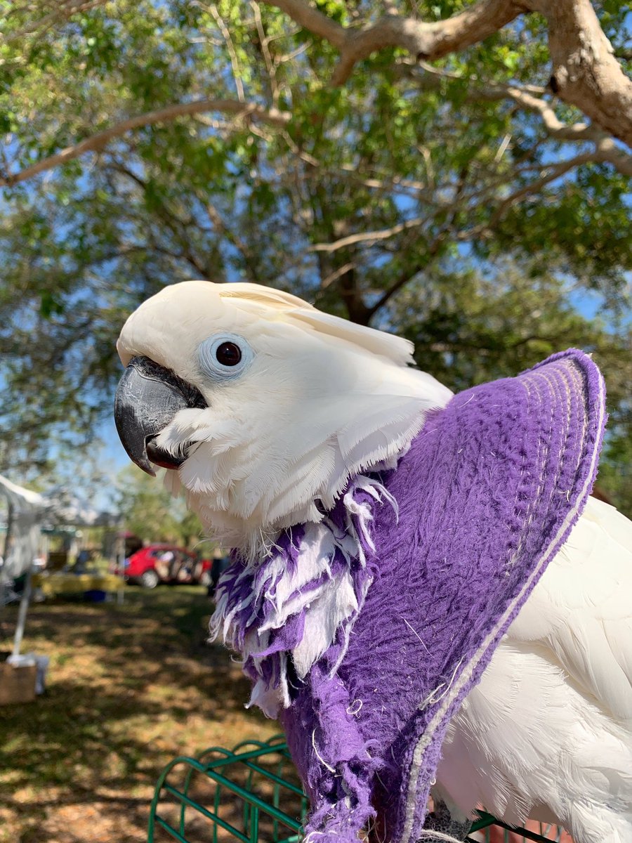 This is Snow, one of Zaksee Parrot Sanctuary’s rescue ambassadors. Snow is about 30 years old and is a great example of why researching an animal is so important before buying one. Unfortunately, Snow wears this purple collar to prevent feather plucking due to prior neglect.
