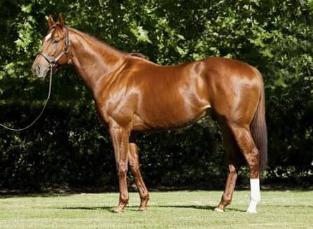 anz_news's tweet photo. Homebred Angel of Truth (Animal Kingdom USA x Scarletini) wins the
Tulloch Stakes Group 3 for Gwenda Markwell, Corey Brown &amp; owners Superhorse. https://t.co/Tlx6ADrBC0