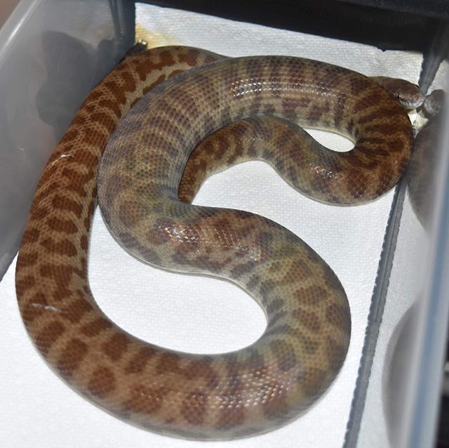 TJW exotics tweet media