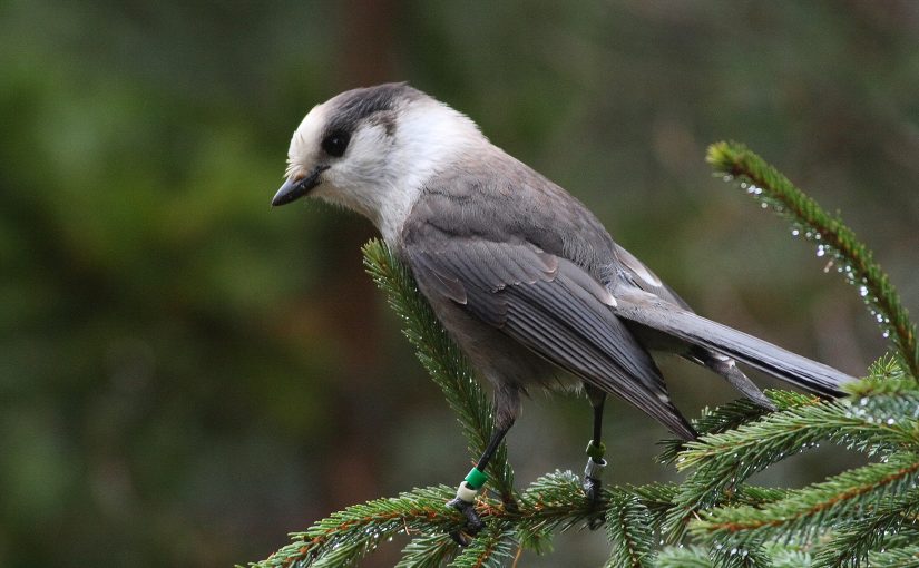 The Canada Jay is commonly referred to as “whiskeyjack,” which comes from Wìsakedjàk in Algonquin and Wihsakecahkw in Cree. 

bit.ly/2sDwR2v