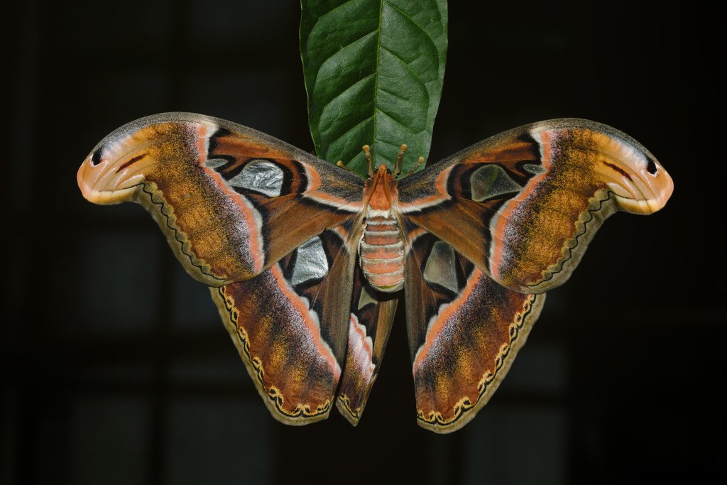 Wikipedia picture of the day on March 30, 2019: Attacus taprobanis female ift.tt/2FAhJJe