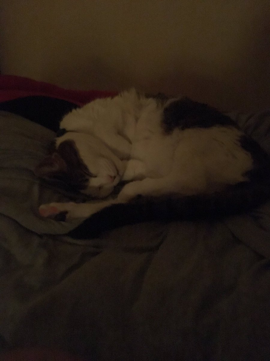 IanStrehl's tweet photo. I can’t tell if she’s sleeping because I’m playing my guitar so well and I’m playing her to sleep, or I’m so bad and she just wants to block it out😂 https://t.co/XXQetEhYtg