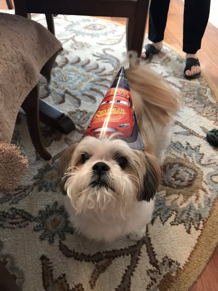 cardioPCImom's tweet photo. Just hit 1,000 followers! What 2 do w/ new friends? Introduce your 🐶! Meet Hugo, 12lbs of shih tzu fluffball❤️
#HugoLove
#ThinksHeIsBullDog
#dogsoftwitter #TwitterDoggiePlayDate -whose in?
@biljana_parapid @AnastasiaSMihai @DrMarthaGulati @HeartOTXHeartMD @ajaykirtane https://t.co/xHr3k3j8ee