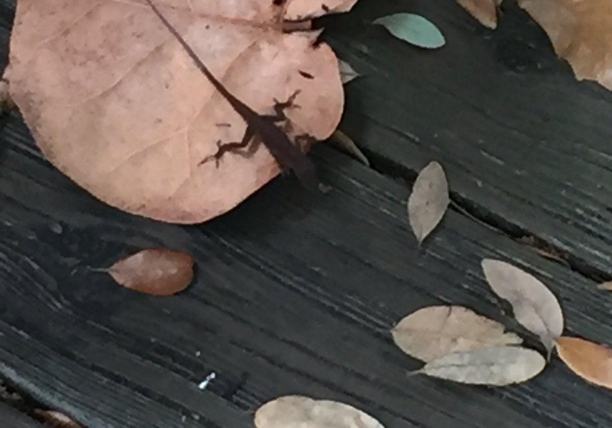 MrsBerlatsky's tweet photo. Learning how to “bee” aware of native and invasive species was so much fun today! #VikingVoyage19 #peacelovefirst https://t.co/IMDq2VL7kI