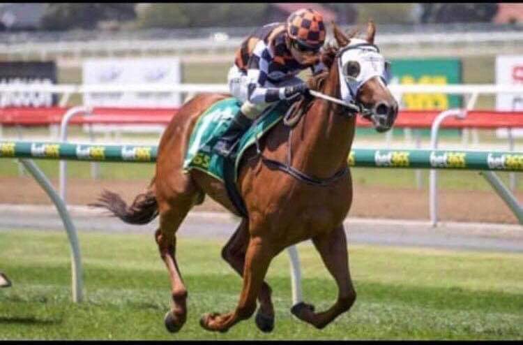 RacingBennett's tweet photo. The @MaluaRacing trained Goldifox purchased from @mmsnippets has her first run in Adelaide today at Morphettville in the 3YO Fillyโs listed race (Race 6). Daniel Stackhouse steers Goldi and hopefully can find the chocolates. Good luck to all owners and all involved! ๐ค๐งก #GoGoldi https://t.co/5CA5FxINSI