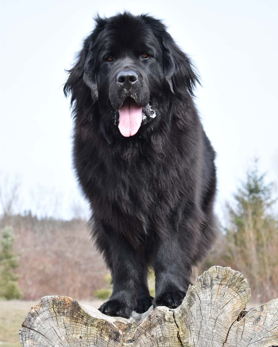 Au Canada On Twitter Devinez Cette Race De Chien Elle Est Connue Comme Le Gentil Geant A Les Pieds Palmes Et Etait Autrefois Un Chien De Travail Pour Les Pecheurs
