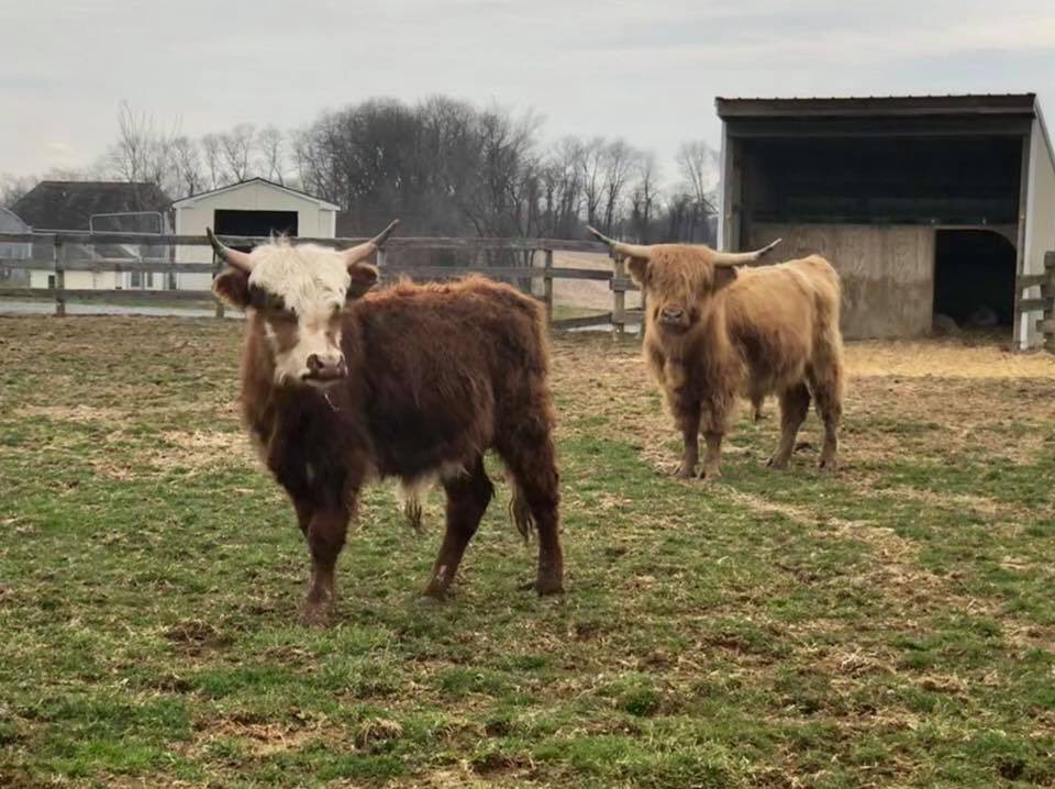 SperanzaStrong's tweet photo. Welcome our newest residents Abner & #Fabio, a pair of #ScottishHighlanders Janine offered to #rescue from a neglect case in #LebanonPA. They are super cute & ready to start their new life at the farm! #FridayFeeling #neveradullmoment #literallywillsaveanything #FlawlessFridays https://t.co/cvGXPXEOSM