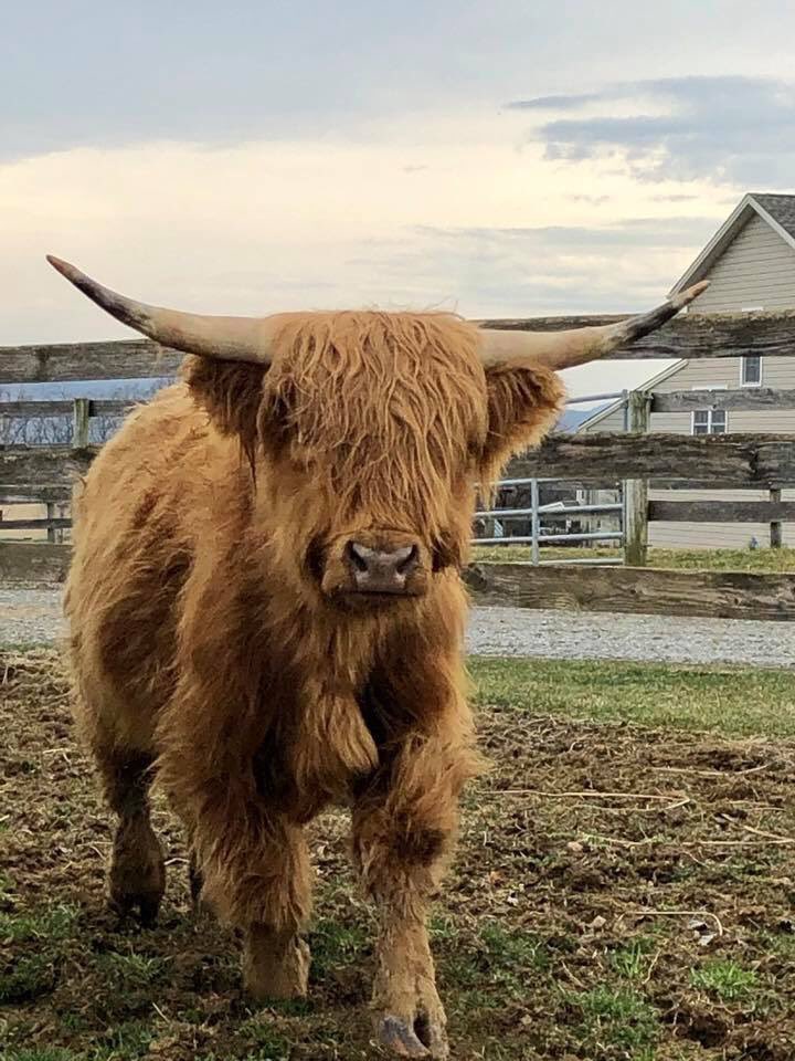 SperanzaStrong's tweet photo. Welcome our newest residents Abner & #Fabio, a pair of #ScottishHighlanders Janine offered to #rescue from a neglect case in #LebanonPA. They are super cute & ready to start their new life at the farm! #FridayFeeling #neveradullmoment #literallywillsaveanything #FlawlessFridays https://t.co/cvGXPXEOSM
