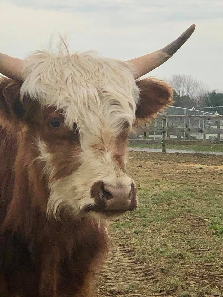SperanzaStrong's tweet photo. Welcome our newest residents Abner & #Fabio, a pair of #ScottishHighlanders Janine offered to #rescue from a neglect case in #LebanonPA. They are super cute & ready to start their new life at the farm! #FridayFeeling #neveradullmoment #literallywillsaveanything #FlawlessFridays https://t.co/cvGXPXEOSM