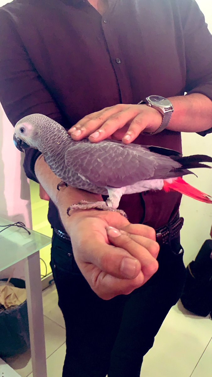 anamtoseefkhan's tweet image. ♥️ this. The red-tailed grey visiting #CarFirst #birdsoftwitter