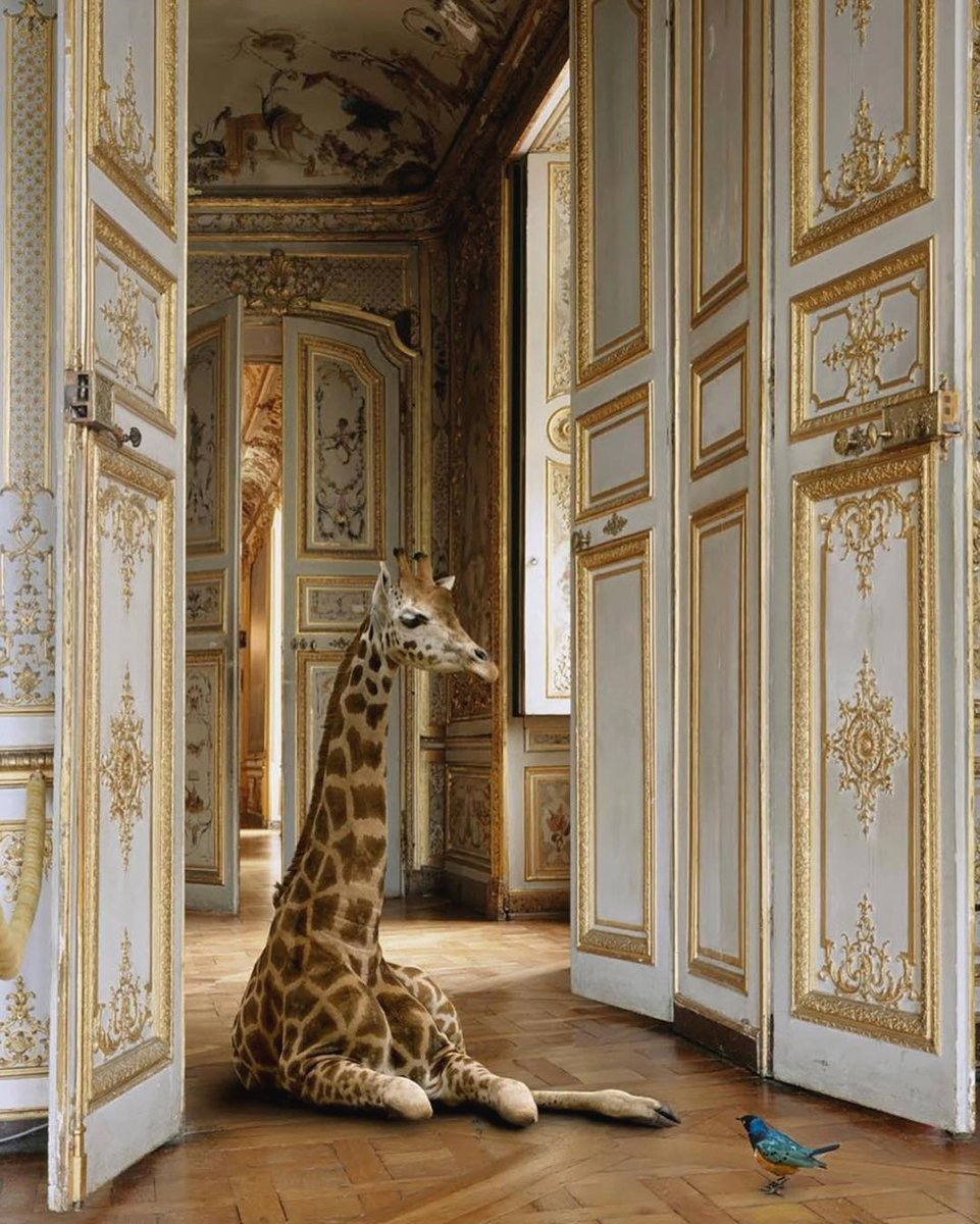 Karen Knorr Picture wall, Aesthetic pictures, Photo wall