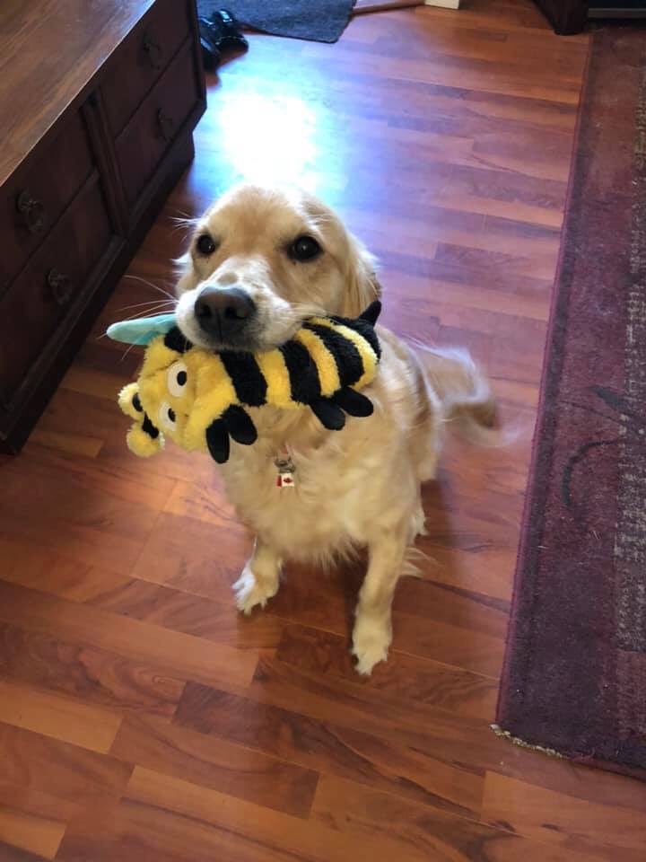 Woofjocks's tweet photo. WJ Toronto bureau office dog Abbey loves her bee.
#letsbeefriends https://t.co/tzed24de51