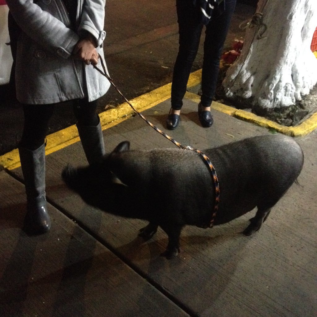 EngelStoner's tweet photo. se le vio a @JillBegovich de paseo con su galán @MiguelAlemanM paseando por los lujosas colonias de la CDMX https://t.co/1UUA0Bwyi7