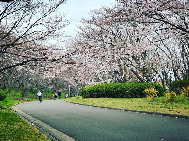 桜広場