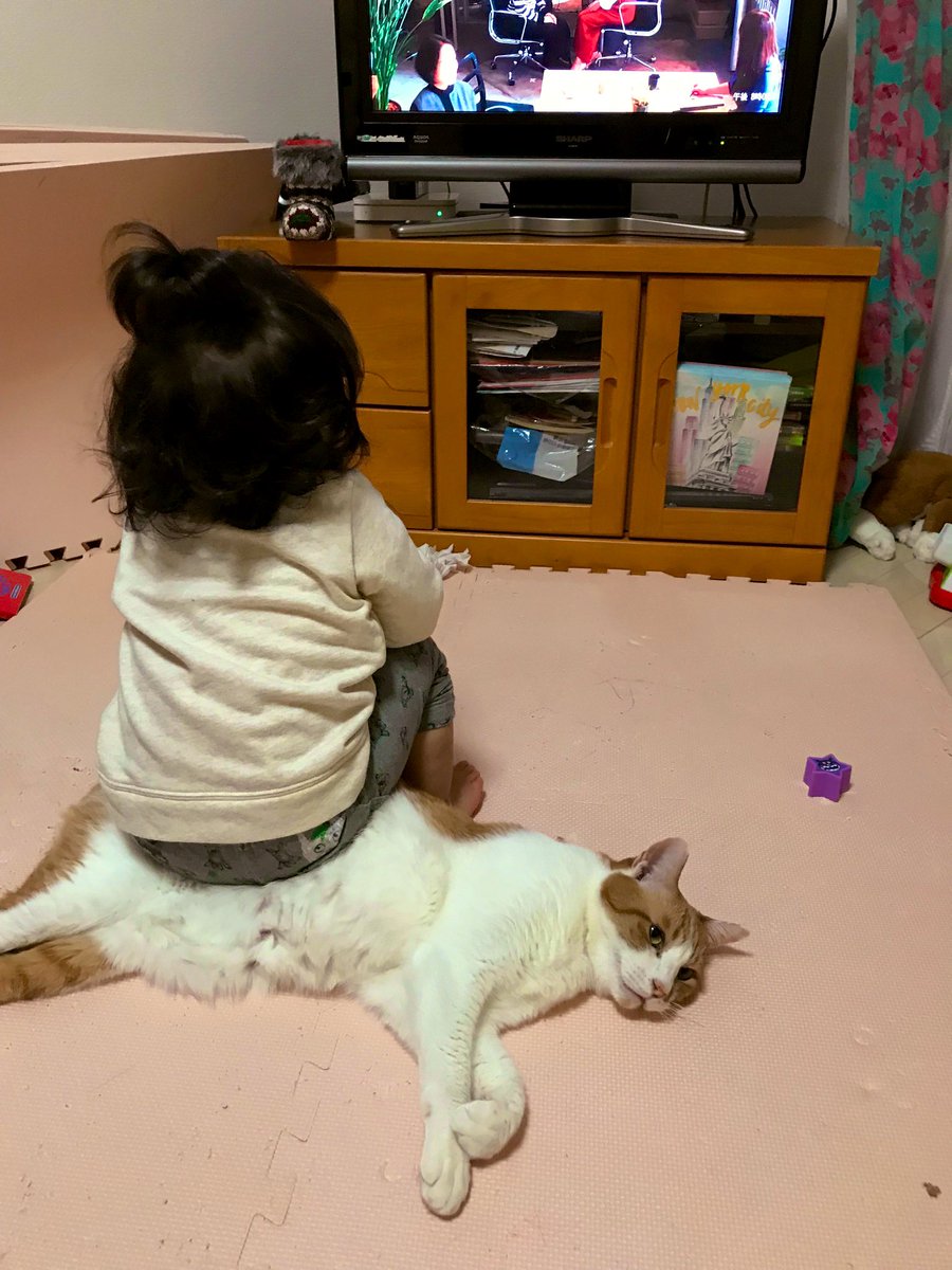 猫の上に座る子どもの写真を見た方々の反応と炎上 Togetter