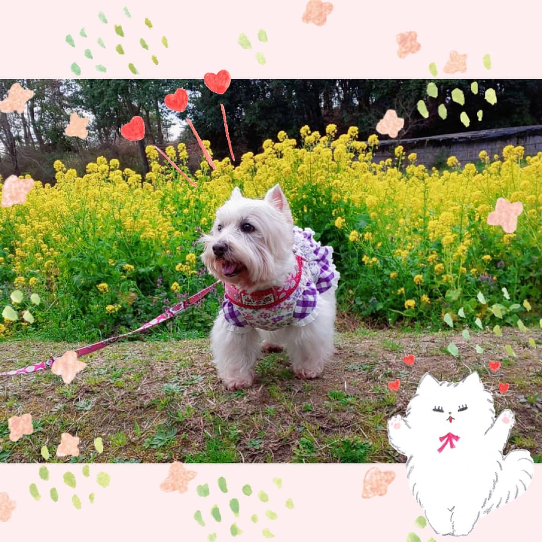 ハンドメイドワンコ服