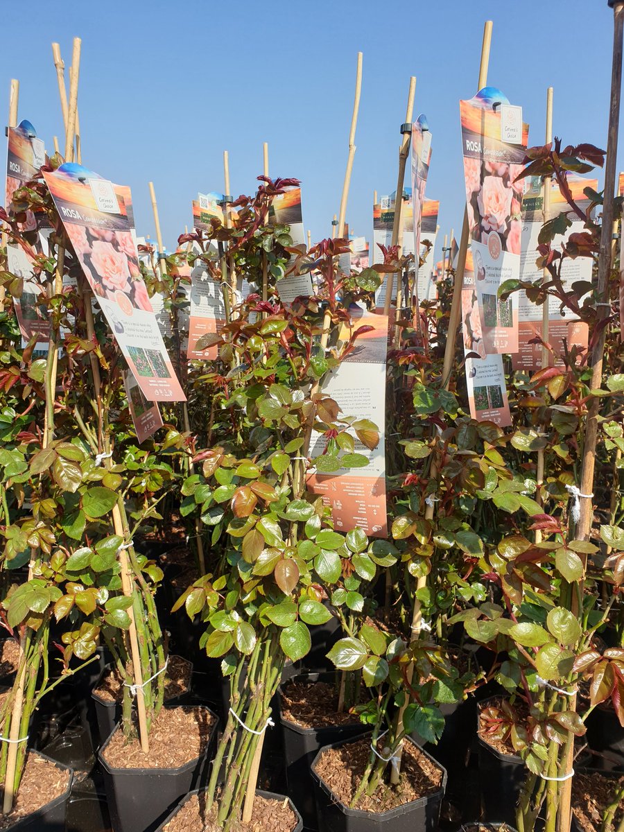 Gisteren op bezoek bij <a href="/OutdoorRoses/">Arie Bouman Kwekerij B.V.</a> voor interview  met <a href="/dirkbouman/">Dirk Bouman</a> en Mark Bol van #Bolpotgrond over innovatie en sterkere planten door verbetering substraat. <a href="/KASMagazine/">KAS</a> <a href="/vpn_de/">De VPN</a> Zonder potgrond en substraat geen groei!