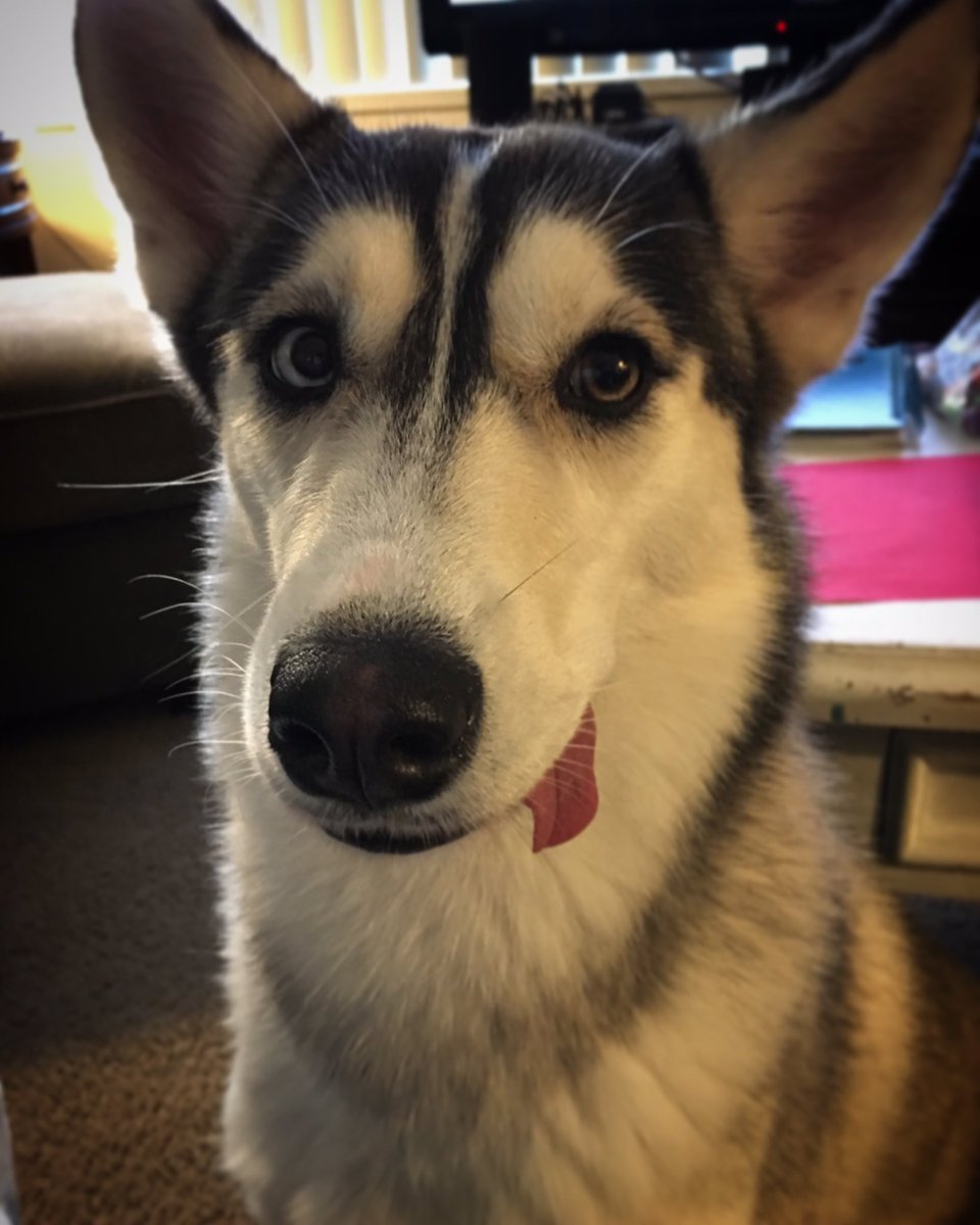 RealMFrancis's tweet photo. Hope everyone is having a great Friday night! I think my dogโs tongue is too big for her mouth. #fridaynight #friday #husky #huskies #partytime #dogs #funnydogs #funnydogstuff https://t.co/buKwJXujGi