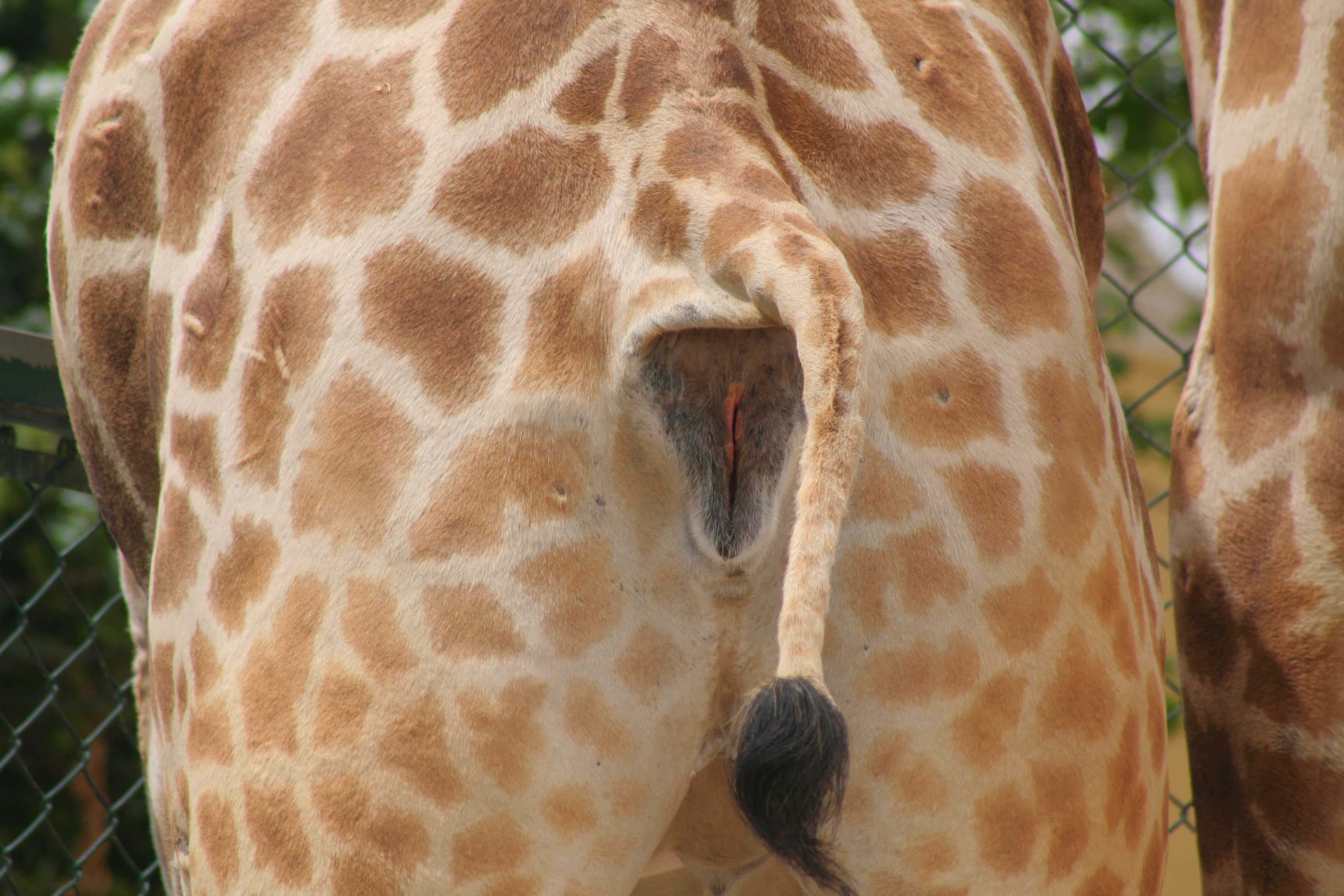 動物のおまんこ 