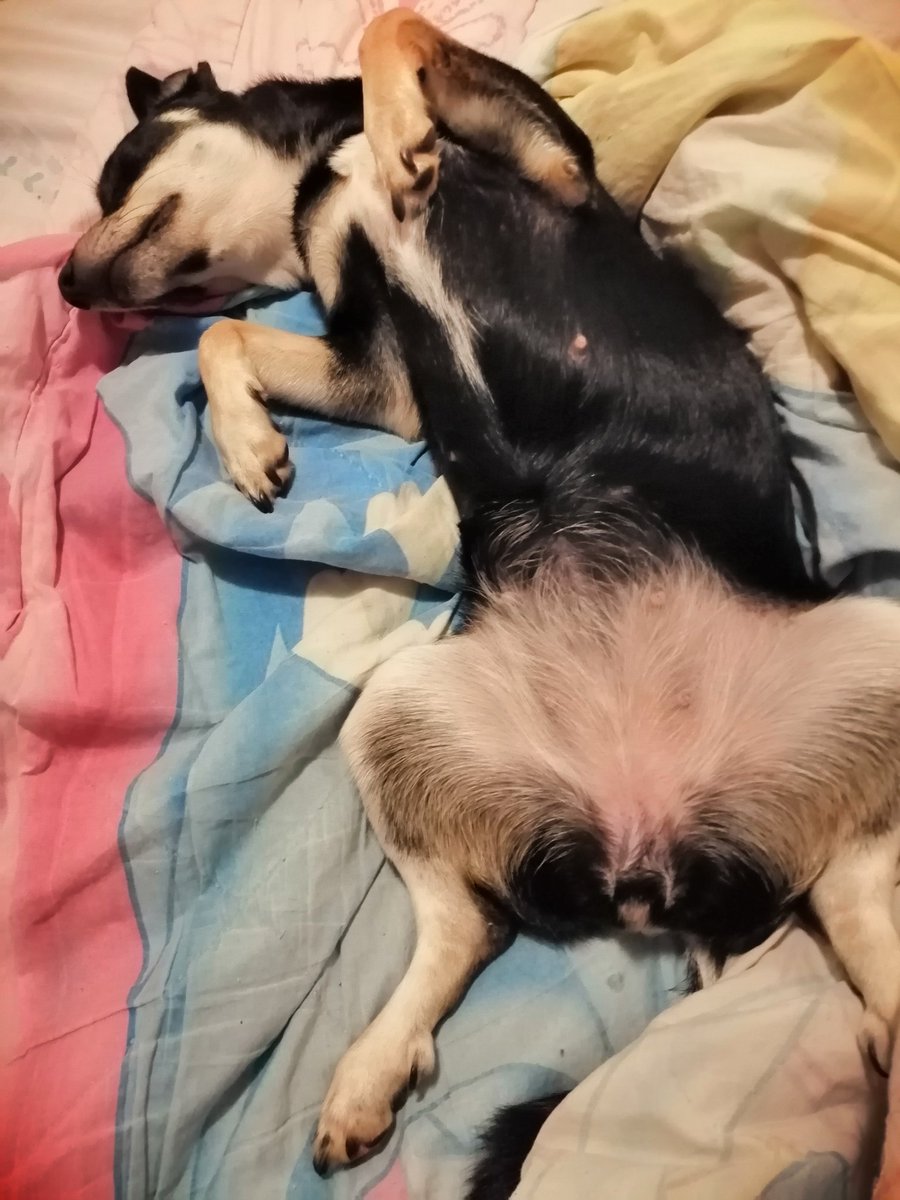 KyraNunezx's tweet photo. Mi madre no me deja dormir tranquila porque ya me está haciendo una sesión de fotos, tupida guauguau https://t.co/qTedmpC09Y