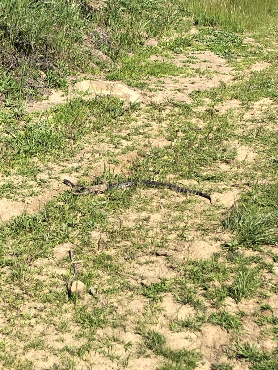 GoGamboaGo's tweet photo. This is an unpaid endorsement for @altrarunning #Timp1point5 & the stopping power of the DuraTread Rubber with TrailClaw.
I was bombing down Las Cruces Trail when I saw the rattler. Hit the brakes & there was no sliding. It was at least 2.5 ft long. Good looking out Altra. https://t.co/z47C1FLY1P