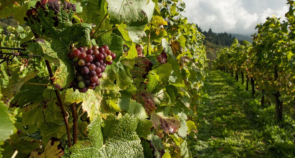 Benichettiar's tweet photo. Libelium Develops Connected Vineyard with IoT stage on Agrotech App on Microsoft Azure
https://t.co/QuyLMRj4mv
@libelium #ConnectedVineyard #IoT #AgrotechApp @Azure #CloudbasedIoT @GRenancio #microsoftazure https://t.co/59r92MD3QT