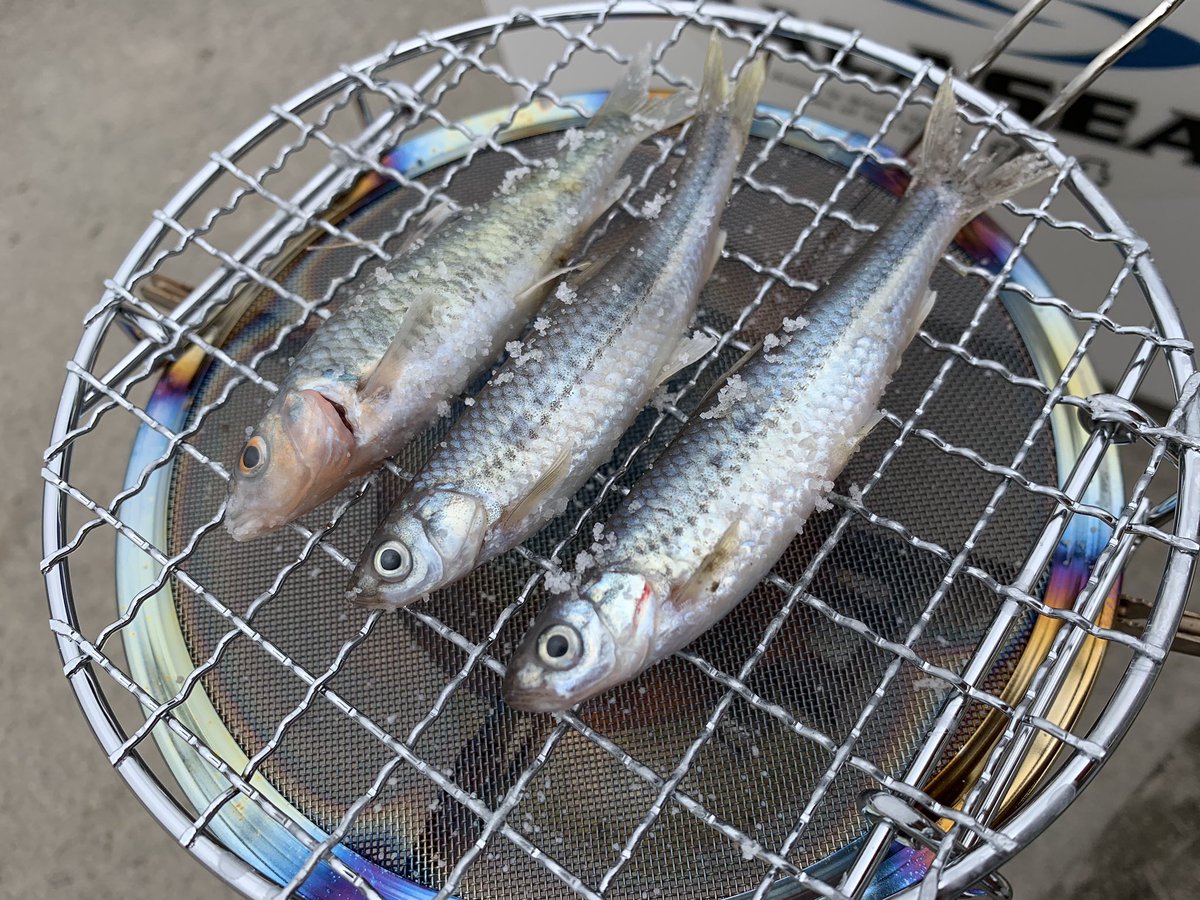 鍋田陽二 塾長 コイ科最強の味ティスティング 上質な白身の旨味の後に広がる苦味 酒ください ホンモロコ 琵琶湖 固有種 ビワヒガイ 鍋田陽二 塾長 コイ科最強の味ティスティング 上質な白身の旨味の後に広がる苦味 酒ください ホンモロコ 琵琶湖 固有種 ビワヒガイ