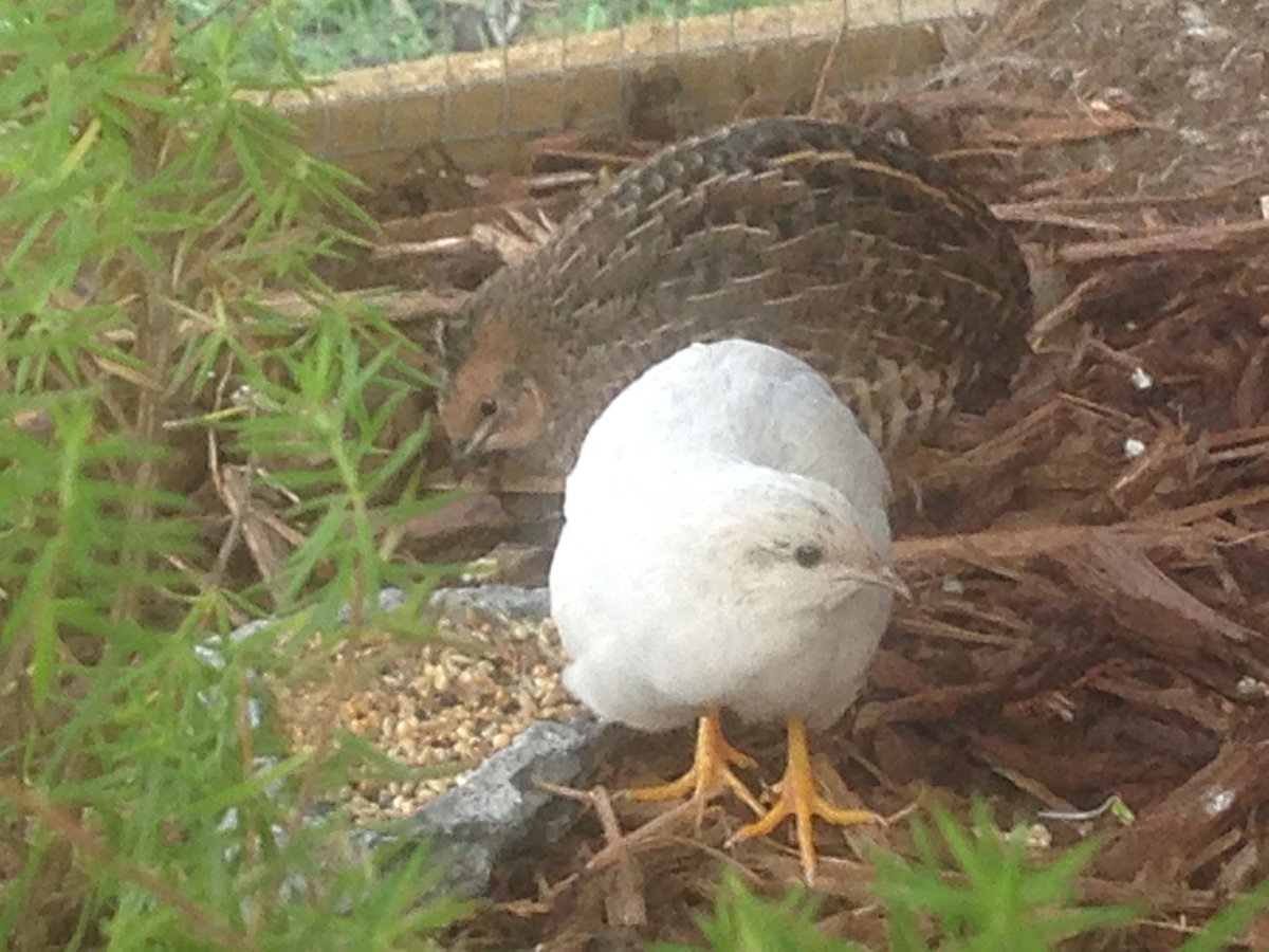 Unfortunate day, my quail Potato didn't make it. 😥
Seems a cat was the cause of it but she was a happy little quail. As we couldn't leave Cotton alone, we found her a new friend we named Kumara~ They get along really well already~!
She looks like a real little punk haha