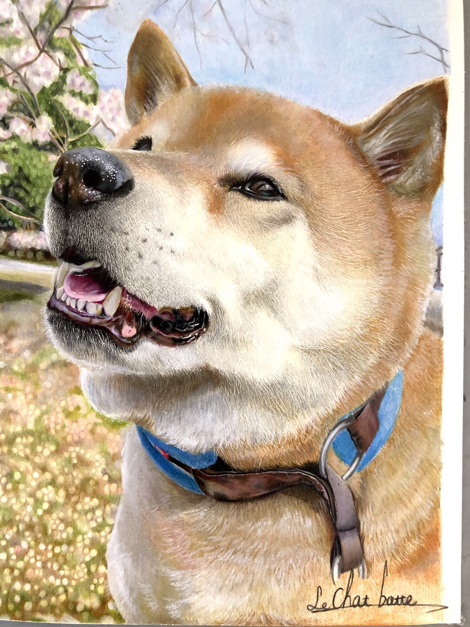 長靴をはいた描 柴犬まるちゃんを色鉛筆で描かさせていただきました 桜 長靴をはいた描 柴犬まるちゃんを色鉛筆で描かさせていただきました 桜