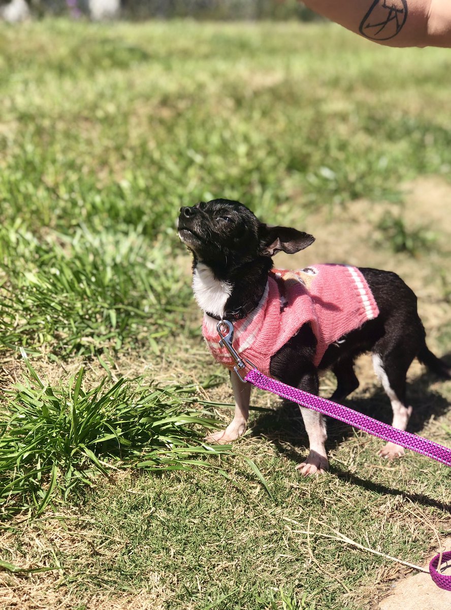 TCARPetsGA's tweet image. Catching the scent of spring! Contact 706-326-7196 to adopt!
#AdoptMe #Chihuahua #AdoptDontShop #doglovers #dogsoftwitter #FridayMotivation #Rescue #DogLife #DogLover #dogmom