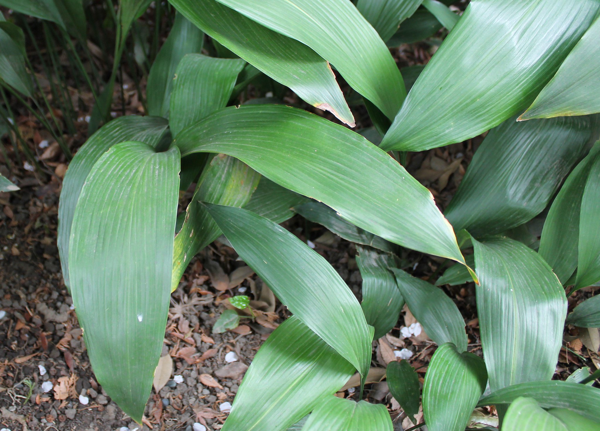 向島百花園 桜 はエドヒガン ソメイヨシノに続いて オオシマザクラ も見ごろになりました 葉が出ると同時に花が咲くかわいい 桜です そして桜の足元では ハラン 葉蘭 バラン も咲き始めました 食べ物を包んだり 料理に彩りを添える バラン の 向島百花園 桜 はエドヒガン ソメイヨシノに続いて オオシマザクラ も見ごろになりました 葉が出ると同時に花が咲くかわいい 桜です そして桜の足元では ハラン 葉蘭 バラン も咲き始めました 食べ物を包んだり 料理に彩りを添える バラン の