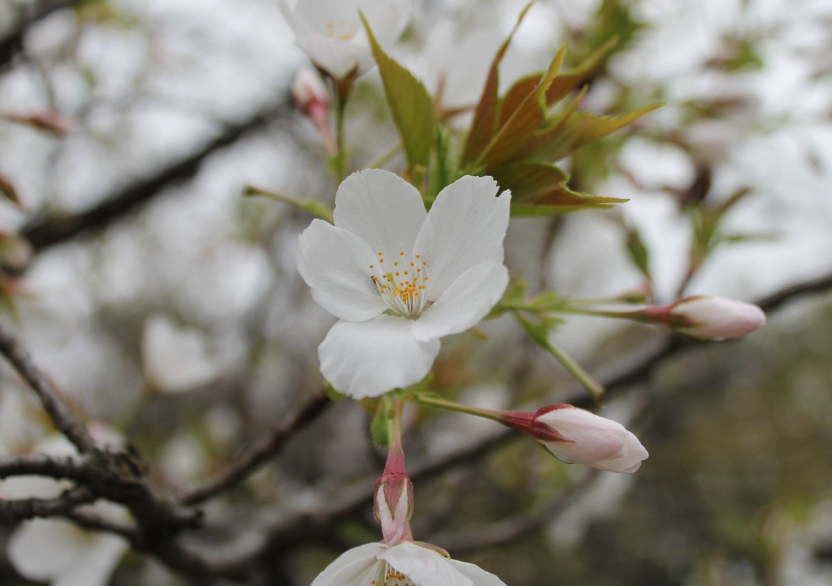 向島百花園 桜 はエドヒガン ソメイヨシノに続いて オオシマザクラ も見ごろになりました 葉が出ると同時に花が咲くかわいい 桜です そして桜の足元では ハラン 葉蘭 バラン も咲き始めました 食べ物を包んだり 料理に彩りを添える バラン の
