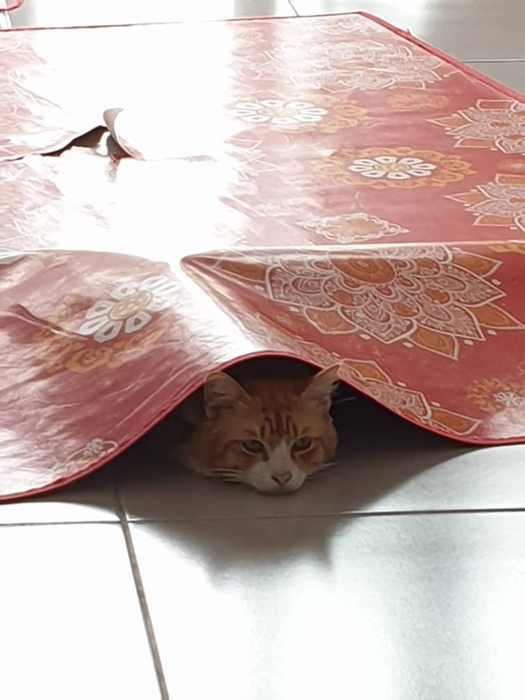 ulat_bulu_bulu's tweet photo. Oyen dan tikar fav beliau 😤 https://t.co/WhQHirBvg5