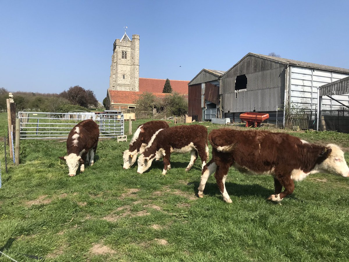 They love being out but it’s not quite OUT OUT yet! #herefordcattle