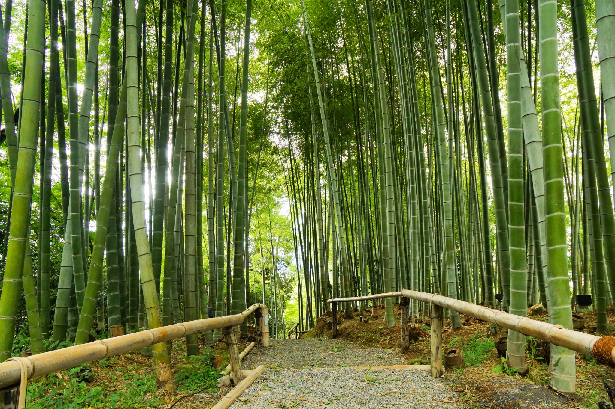 Inose 高台寺 Kōdai Ji 高台寺 Kodaiji Kodaijitemple 竹林 Bambooforest Bamboogrove Inose 高台寺 Kōdai Ji 高台寺 Kodaiji Kodaijitemple 竹林 Bambooforest Bamboogrove