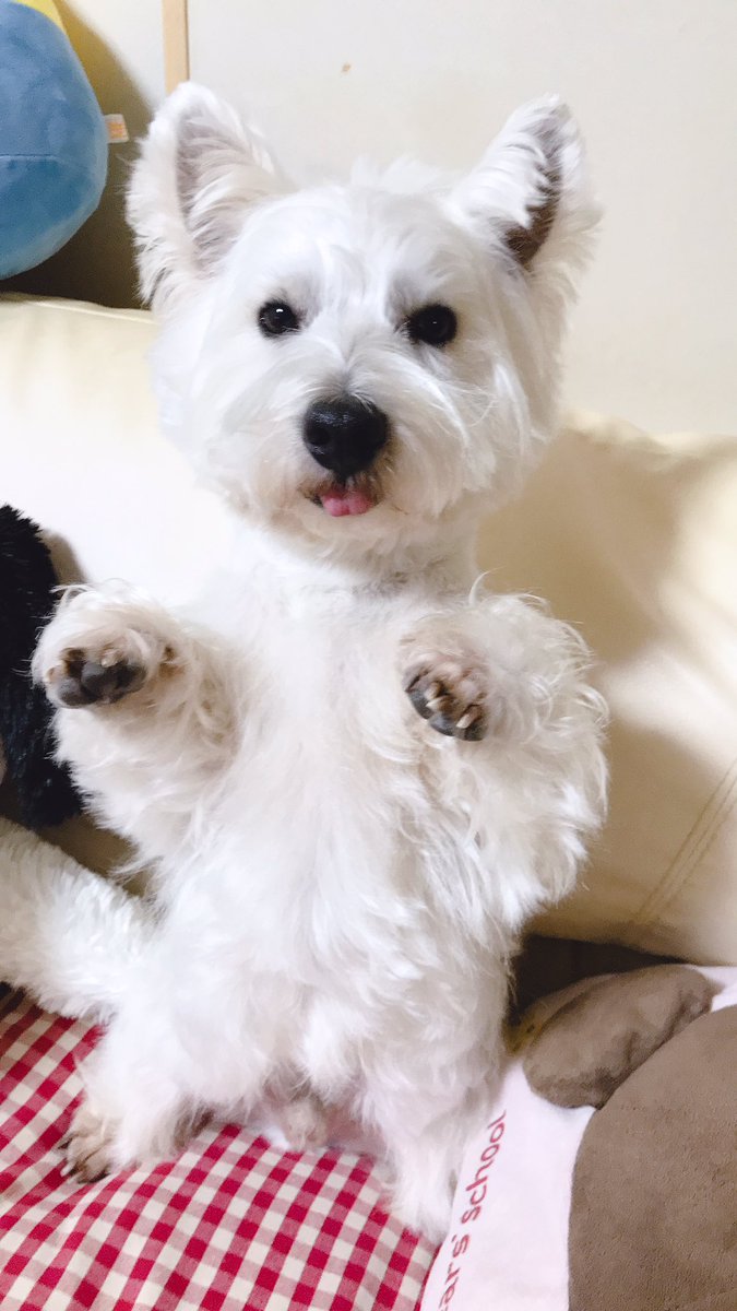 Nao49105223Nao's tweet photo. シャンプーしてピカピカトップ✨🐶 https://t.co/N7Nvz4boeJ