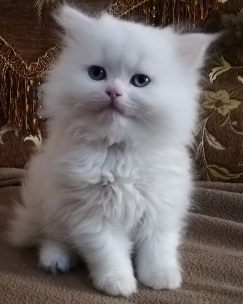 gegecat9's tweet photo. انثي هاف بيكي للبيع بالقاهرة https://t.co/gMtZfTSUqC