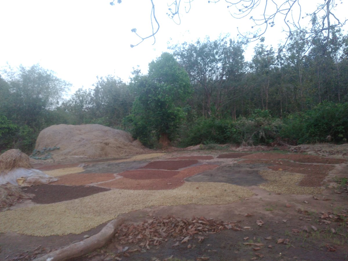 BasnetVinisha's tweet photo. Ever seen so many different shades of a single flower? #Mahua #mahuaflower #madhucaIndica https://t.co/e8QhnHmdz1