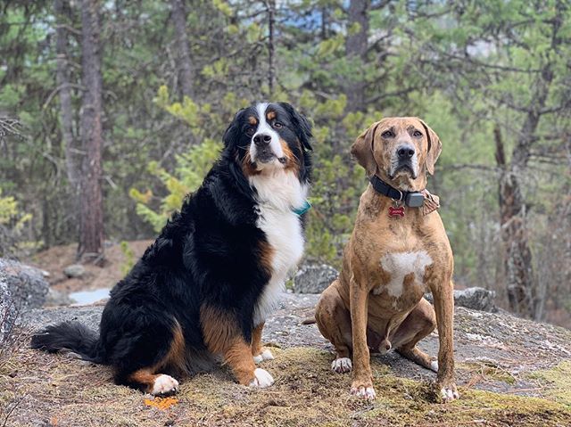 WaggingWaffle's tweet photo. Just sitting majestically #WaffleWatch #BerneseMountainDog #dogs_of_instagram #dogsofinstaworld #berner #BMD #CuteDog #MountainDog #SwissDog #cute #dogsofinstagram #bigdog #bernese #plotthound #hound #brindle #hounddog https://t.co/LwRTV8hCox https://t.co/lJC9OrW2jy