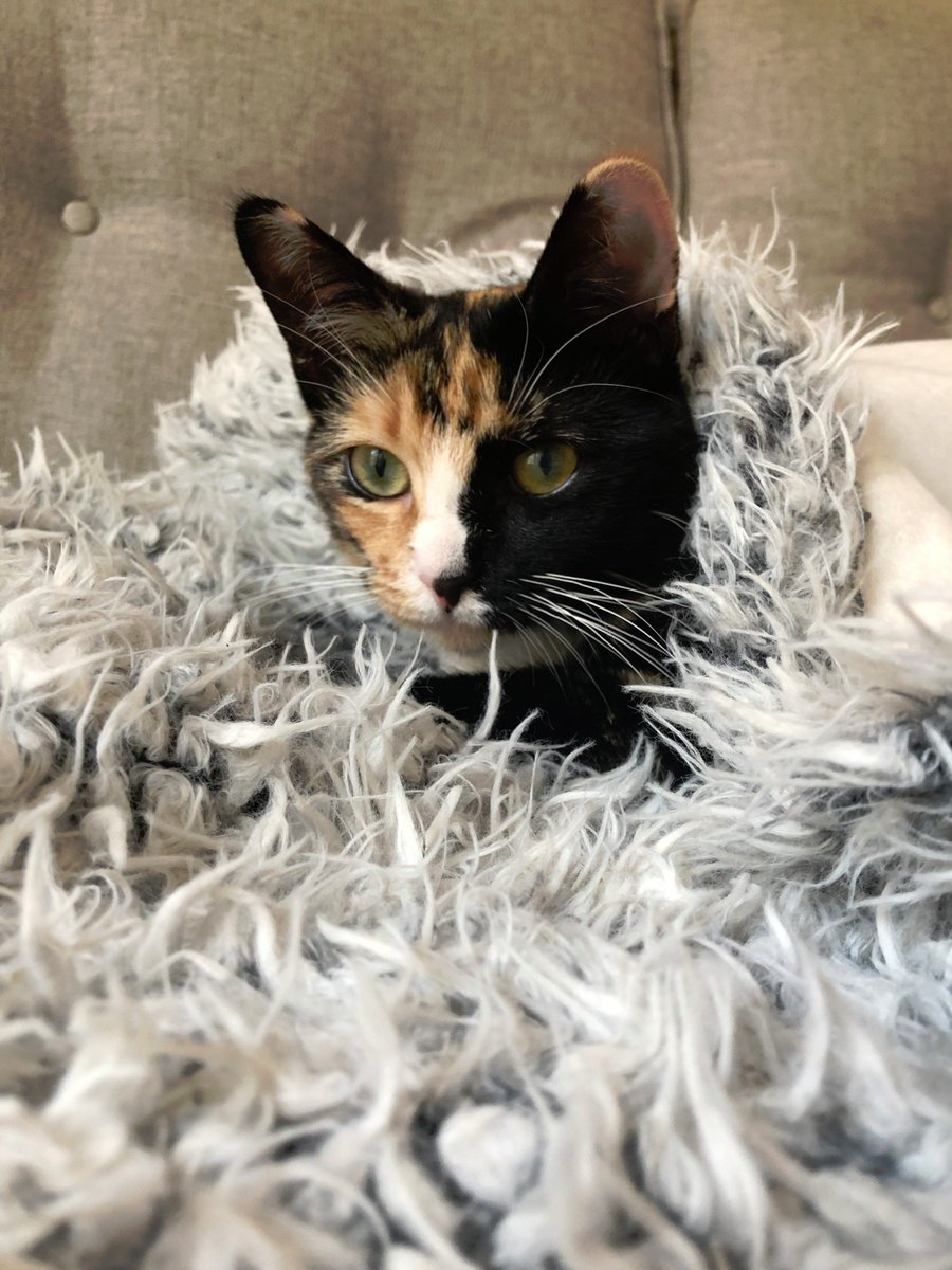 txpawprints's tweet photo. Congratulations to Lufthansa!  She found her #foreverhome recently at @Petsmart.   🎉

Isn't she just gorgeous?

#fortheloveofpets #iadopted #petsmart #cat #cats #adoptdontshop #dallas #catsofdallas #dallascats #catsoftwitter https://t.co/wZBpV52PGQ
