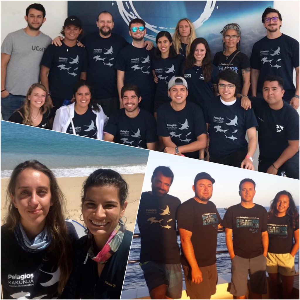 PelagiosKakunja's tweet photo. ¡Tuvimos excelente semana para el #EquipoPelagios! #MauricioHoyos en expedición 🦈 a #Revillagigedo, #JamesKetchum con estudiantes y staff en el Congreso #Somepec, otros en campo en #CaboPulmo y en La Paz avanzando en investigación 💻. ¡Gracias a todos los hacen esto posible 😀! https://t.co/Qb3uRdsRUp